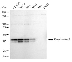 Invitrogen PON2 Recombinant Rabbit Monoclonal Antibody (24GB1035) 100 &mu;L;