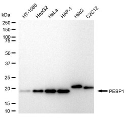 Invitrogen PEBP1 Recombinant Rabbit Monoclonal Antibody (24GB860) 20 &mu;L;