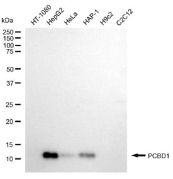 Invitrogen PCBD1 Recombinant Rabbit Monoclonal Antibody (24GB785) 100 &mu;L;