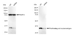 Invitrogen PCNA Monoclonal Antibody (24GB2805):Antibodies:Primary Antibodies