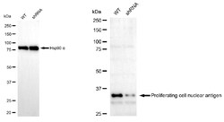 Invitrogen PCNA Monoclonal Antibody (24GB2810) 100 &mu;L; Unconjugated:Antibodies,