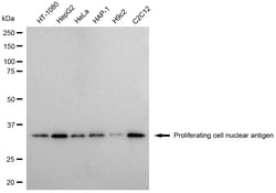 Invitrogen PCNA Monoclonal Antibody (24GB2810) 100 &mu;L; Unconjugated:Antibodies,