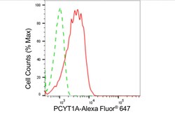 Invitrogen PCYT1A Recombinant Rabbit Monoclonal Antibody (24GB5015) 20