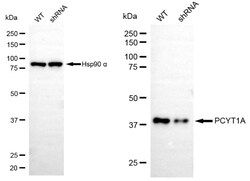 Invitrogen PCYT1A Recombinant Rabbit Monoclonal Antibody (24GB5015):Antibodies:Primary