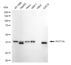 Invitrogen PCYT1A Recombinant Rabbit Monoclonal Antibody (24GB5015):Antibodies:Primary