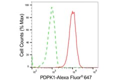 Invitrogen PDPK1 Recombinant Rabbit Monoclonal Antibody (24GB5425) 20 &mu;L;