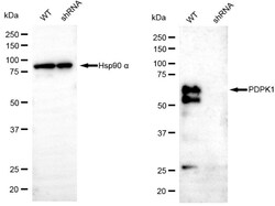 Invitrogen PDPK1 Recombinant Rabbit Monoclonal Antibody (24GB5425) 20 &mu;L;