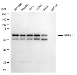 Invitrogen PDPK1 Recombinant Rabbit Monoclonal Antibody (24GB5425) 20 &mu;L;