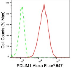 Invitrogen PDLIM1 Recombinant Rabbit Monoclonal Antibody (24GB1310) 100