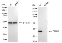 Invitrogen PDLIM1 Recombinant Rabbit Monoclonal Antibody (24GB1310) 100