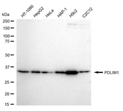 Invitrogen PDLIM1 Recombinant Rabbit Monoclonal Antibody (24GB1310) 100