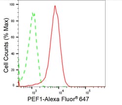 Invitrogen PEF1 Recombinant Rabbit Monoclonal Antibody (24GB1340) 20 &mu;L;