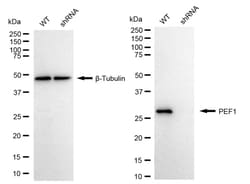 Invitrogen PEF1 Recombinant Rabbit Monoclonal Antibody (24GB1340):Antibodies:Primary
