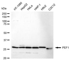 Invitrogen PEF1 Recombinant Rabbit Monoclonal Antibody (24GB1340):Antibodies:Primary