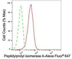 Invitrogen Cyclophilin A Recombinant Rabbit Monoclonal Antibody (24GB905)