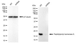 Invitrogen Cyclophilin A Recombinant Rabbit Monoclonal Antibody (24GB905)