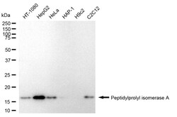 Invitrogen Cyclophilin A Recombinant Rabbit Monoclonal Antibody (24GB905)