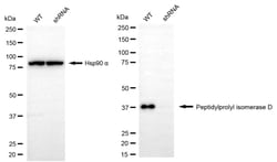Invitrogen Cyclophilin 40 Recombinant Rabbit Monoclonal Antibody (24GB1560)