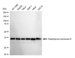 Invitrogen Cyclophilin 40 Recombinant Rabbit Monoclonal Antibody (24GB1560)