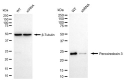Invitrogen PRDX3 Recombinant Rabbit Monoclonal Antibody (24GB935):Antibodies:Primary