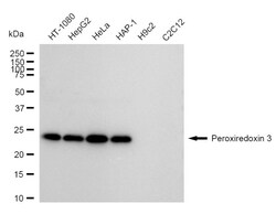 Invitrogen PRDX3 Recombinant Rabbit Monoclonal Antibody (24GB935) 20 &mu;L;