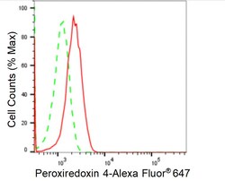 Invitrogen PRDX4 Recombinant Rabbit Monoclonal Antibody (24GB1570):Antibodies:Primary