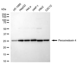 Invitrogen PRDX4 Recombinant Rabbit Monoclonal Antibody (24GB1570):Antibodies:Primary