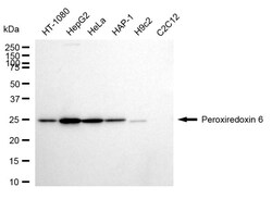Invitrogen PRDX6 Recombinant Rabbit Monoclonal Antibody (24GB910) 20 &mu;L;