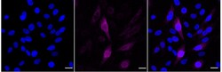 Invitrogen Phospho-Cyclin B1 (Ser126) Recombinant Rabbit Monoclonal Antibody