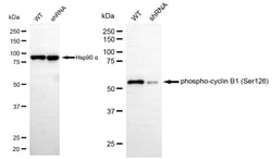 Invitrogen Phospho-Cyclin B1 (Ser126) Recombinant Rabbit Monoclonal Antibody