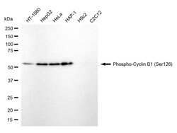 Invitrogen Phospho-Cyclin B1 (Ser126) Recombinant Rabbit Monoclonal Antibody