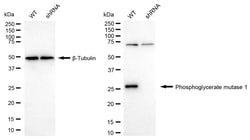 Invitrogen PGAM1 Recombinant Rabbit Monoclonal Antibody (24GB1635) 100