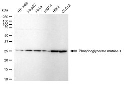 Invitrogen PGAM1 Recombinant Rabbit Monoclonal Antibody (24GB1635):Antibodies:Primary