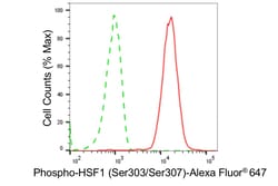Invitrogen Phospho-HSF1 (Ser303, Ser307) Recombinant Rabbit Monoclonal