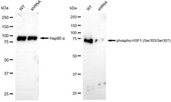 Invitrogen Phospho-HSF1 (Ser303, Ser307) Recombinant Rabbit Monoclonal