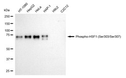 Invitrogen Phospho-HSF1 (Ser303, Ser307) Recombinant Rabbit Monoclonal