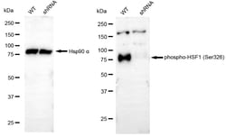 Invitrogen Phospho-HSF1 (Ser326) Recombinant Rabbit Monoclonal Antibody