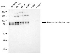 Invitrogen Phospho-HSF1 (Ser326) Recombinant Rabbit Monoclonal Antibody
