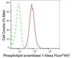 Invitrogen PLSCR1 Recombinant Rabbit Monoclonal Antibody (24GB1550):Antibodies:Primary