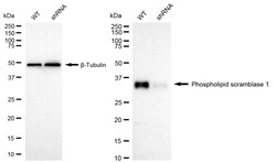 Invitrogen PLSCR1 Recombinant Rabbit Monoclonal Antibody (24GB1550):Antibodies:Primary