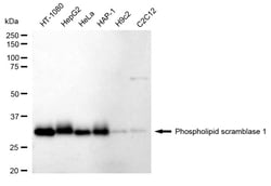 Invitrogen PLSCR1 Recombinant Rabbit Monoclonal Antibody (24GB1550) 100