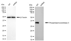 Invitrogen PLSCR3 Recombinant Rabbit Monoclonal Antibody (24GB1345) 20