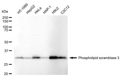 Invitrogen PLSCR3 Recombinant Rabbit Monoclonal Antibody (24GB1345) 20