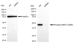 Invitrogen Phospho-MEK1 (Ser298) Recombinant Rabbit Monoclonal Antibody