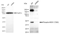 Invitrogen Phospho-MEK1 (Thr292) Recombinant Rabbit Monoclonal Antibody