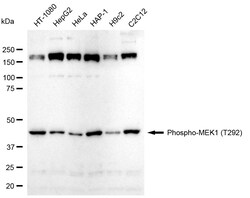Invitrogen Phospho-MEK1 (Thr292) Recombinant Rabbit Monoclonal Antibody