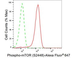 Invitrogen Phospho-mTOR (Ser2448) Recombinant Rabbit Monoclonal Antibody