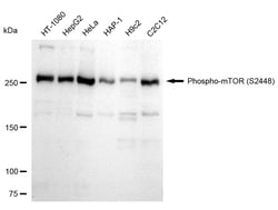 Invitrogen Phospho-mTOR (Ser2448) Recombinant Rabbit Monoclonal Antibody
