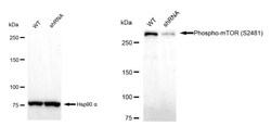 Invitrogen Phospho-mTOR (Ser2481) Recombinant Rabbit Monoclonal Antibody