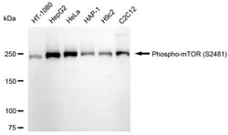 Invitrogen Phospho-mTOR (Ser2481) Recombinant Rabbit Monoclonal Antibody